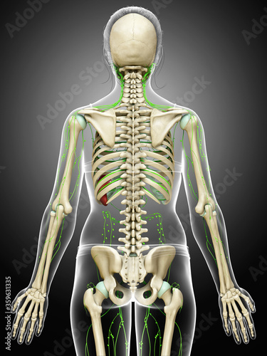 3d rendered medically accurate illustration of a female lymphatic system © pixdesign123