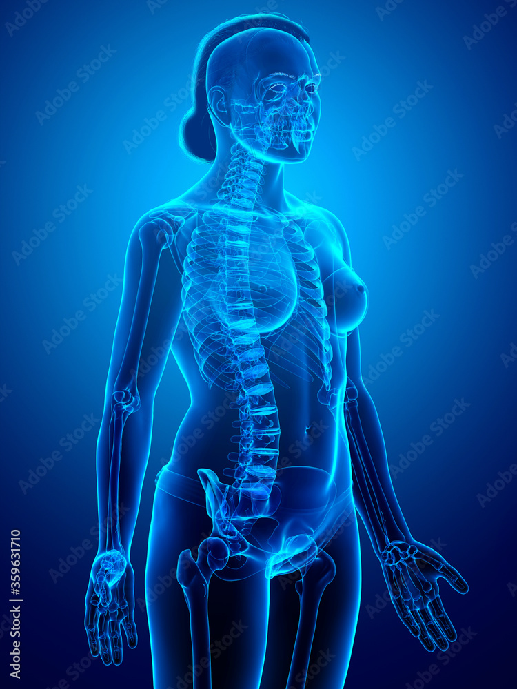 3d rendered, medically accurate illustration of a female skeleton system 3d rendered, medically accurate illustration of a female skeleton system