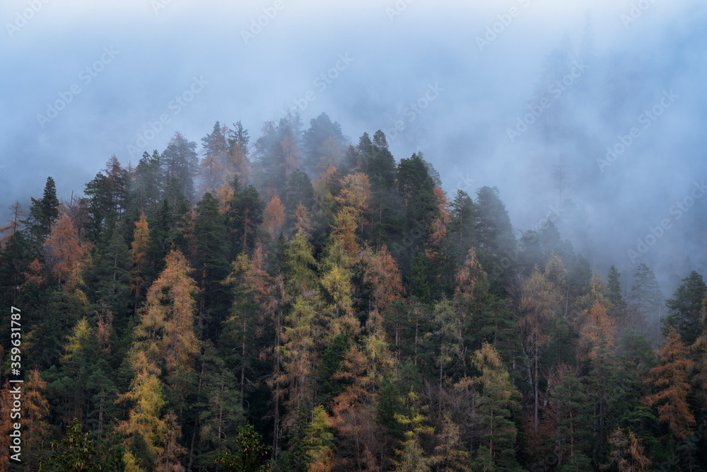 Fog surrounding a forest in the Italian Alps with beautiful yellow and orange leaves on the trees during the foliage season