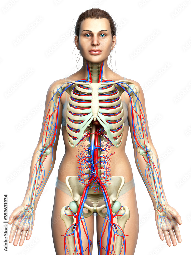 3d rendered medically accurate illustration of the female circulatory and skeleton system