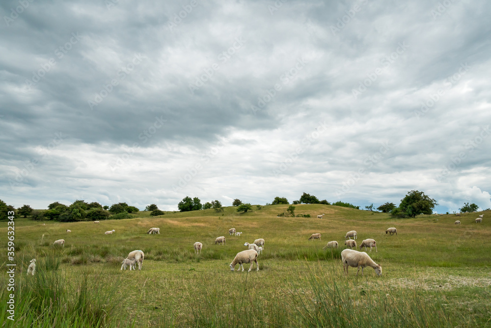 Sheep grazing on a beautiful hilly grass landscape on a cloudy day