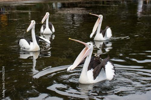 The Australian pelicans, Pelecanus conspicillatus on a water with open mouths waiting for the fish. Wallaga Lake, NSW, Australia. photo