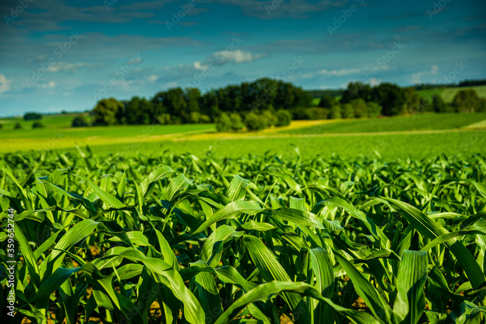 bright german cornfield with beautiful blue sky