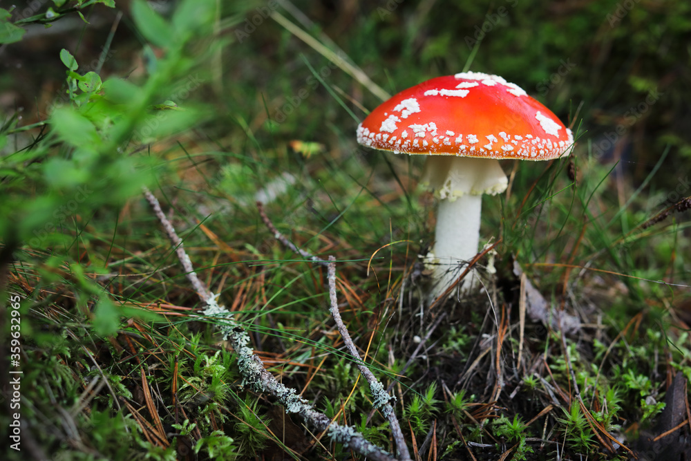 Red amanita muscaria mushroom in the forest
Red amanita muscaria mushroom in the forest