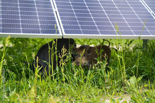 Pig on the background of the solar station. Animal farm and green energy.