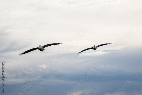 The Australian pelicans  Pelecanus conspicillatus. Large waterbird flying.