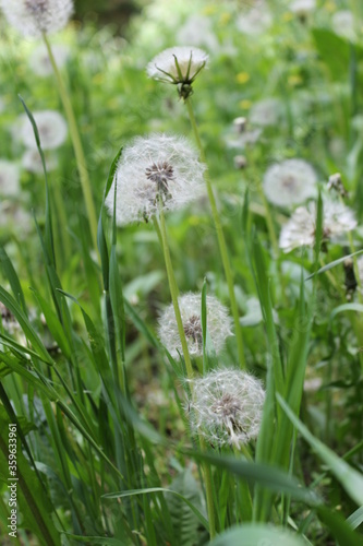 Spring  green meadow  with dandelions in the grass