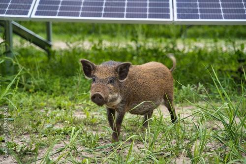 Pig on the background of the solar station. Animal farm and green energy.