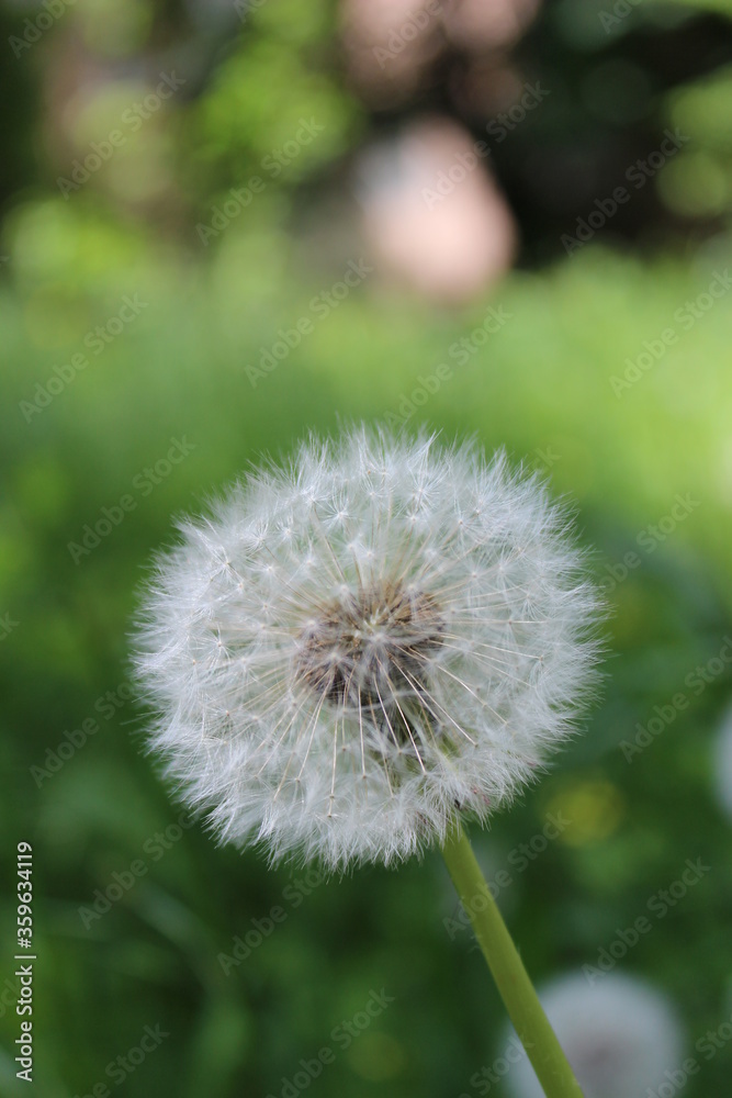 White dandelion on green color, grass background White dandelion on green color, grass background