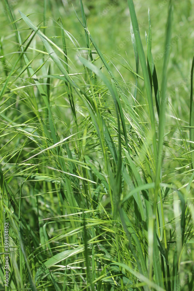 Texture of fresh, green grass on spring background Texture of fresh, green grass on spring background