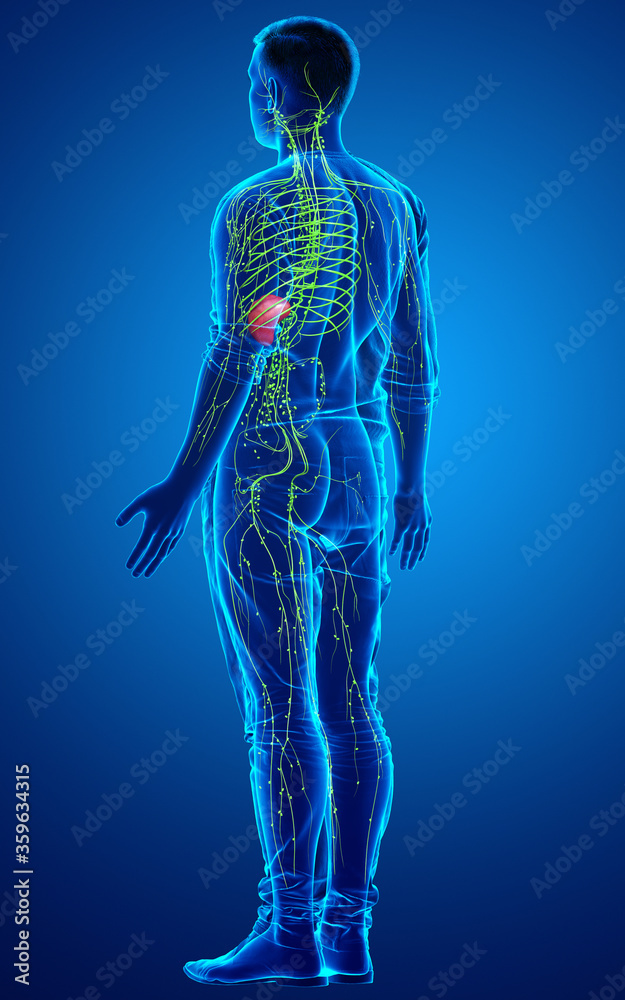 3d rendered medically accurate illustration of a male lymphatic system 3d rendered medically accurate illustration of a male lymphatic system