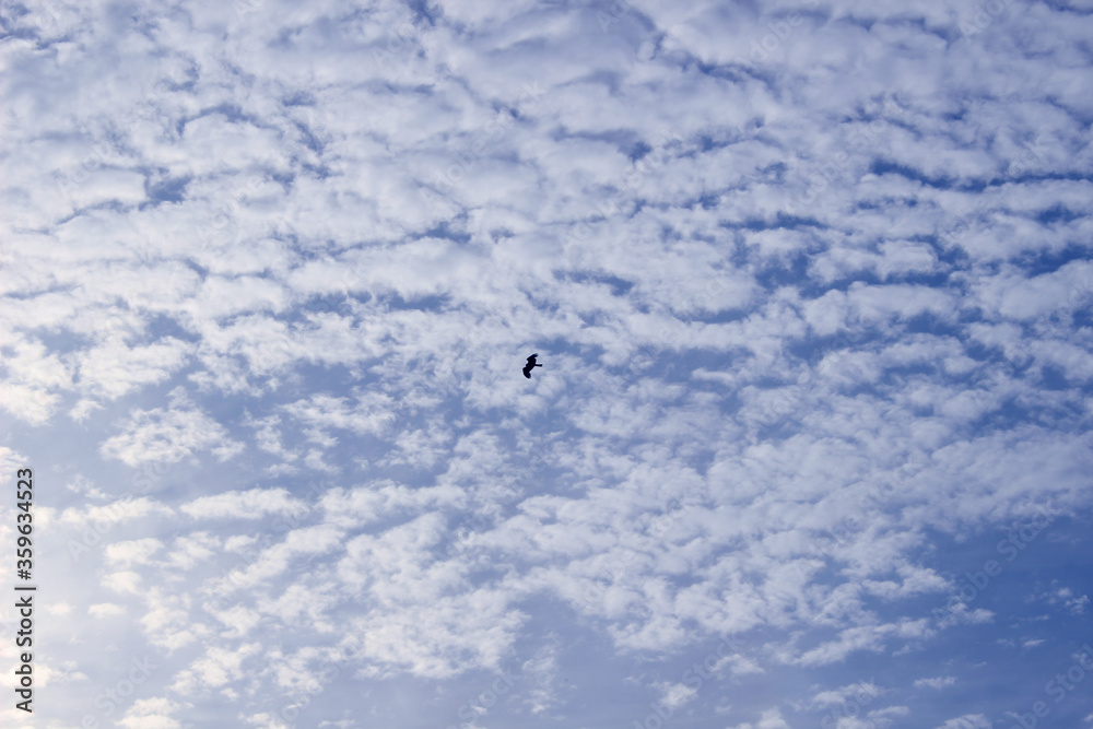 Obraz premium 空_0017_大空と鷲