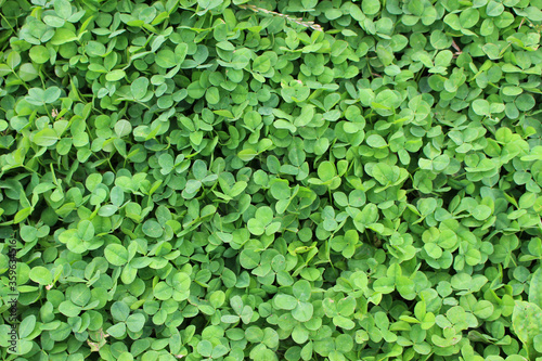 Wallpaper Mural クローバー_01 Torontodigital.ca