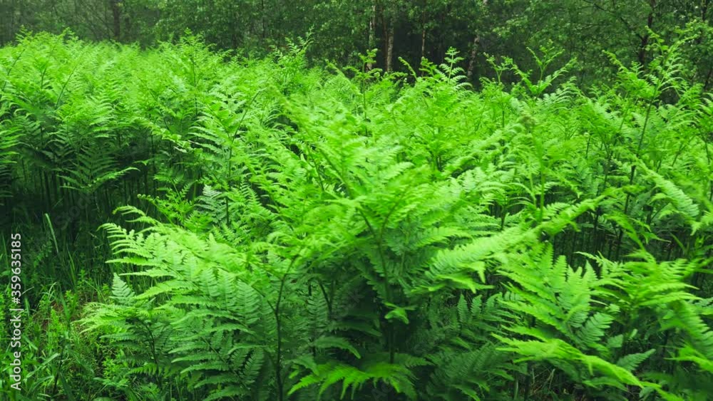 Green fern plant at deep tropical rain forest. Plant background and texture. Wild nature stock footage. Camera slides along path revealing ferns in a jungle. Green fern plant at deep tropical rain forest. Plant background and texture. Wild nature stock footage. Camera slides along path revealing ferns in a jungle.