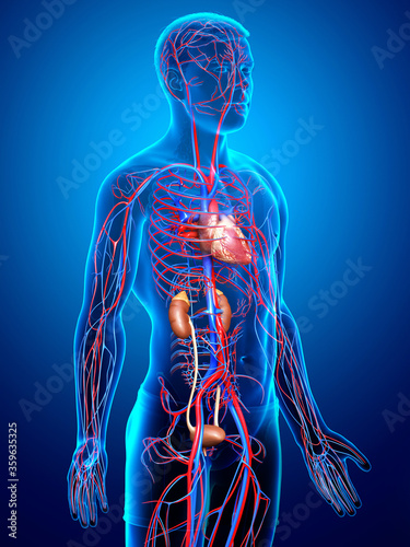 3d rendered, medically accurate illustration of the kidneys and circulatory system