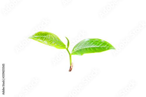 young shoots of Camellia sinensis (L.) Kuntze var. assamica (J.W. Mast.) Kitam tree isolated on white background photo