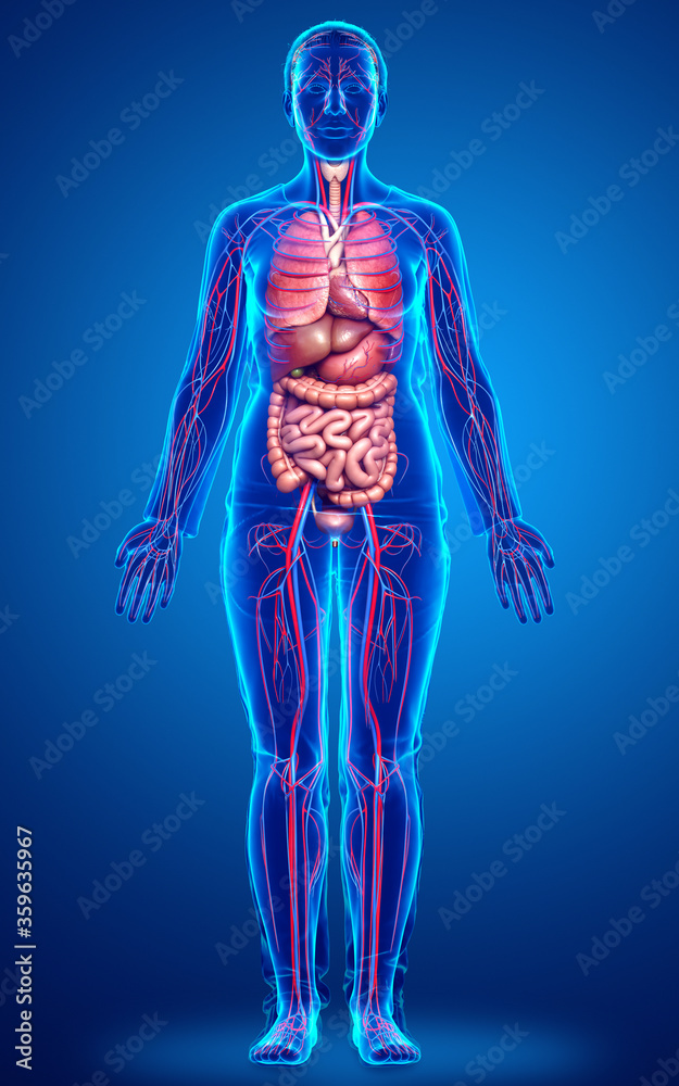 3d rendered medically accurate illustration of the female circulatory system and internal organs 3d rendered medically accurate illustration of the female circulatory system and internal organs