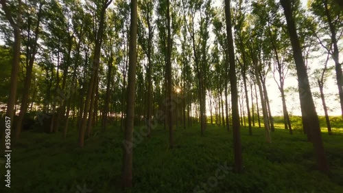 Drone flight through green forest with tall trees letting in scattered sunlight photo