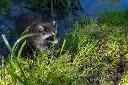 Raccoon (Procyon lotor) Walks From Shadowy Stream to Sunlight Grass Summer