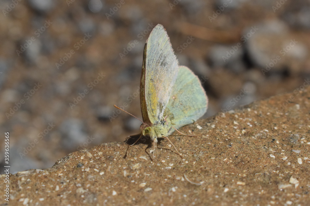 Obraz premium butterfly on a stone