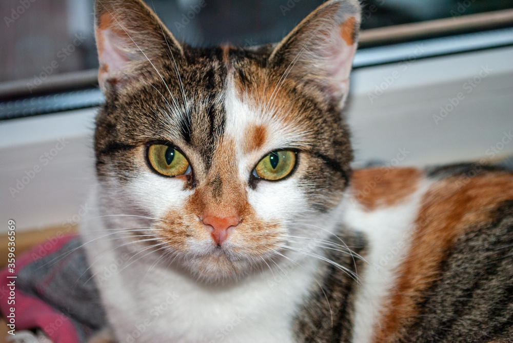 Portrait of calico cat with green eyes. Cute kitten face close up