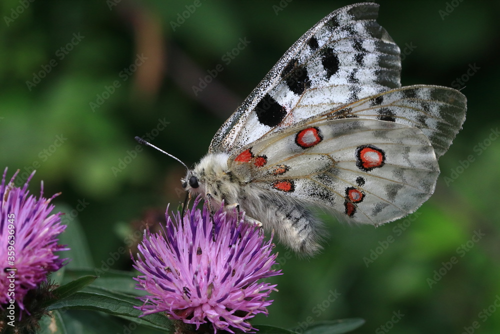 Red Apollo (Parnassius apollo)