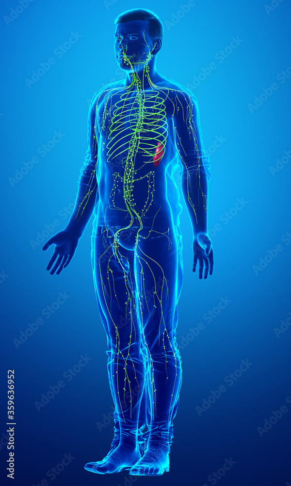 3d rendered medically accurate illustration of a male lymphatic system 3d rendered medically accurate illustration of a male lymphatic system