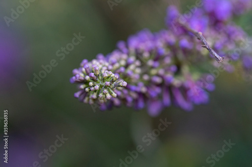 Macro photography  insects and plants in spring