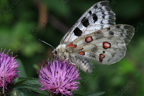 Obraz na płótnie Red Apollo (Parnassius apollo) w salonie