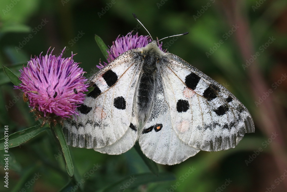 Red Apollo (Parnassius apollo)