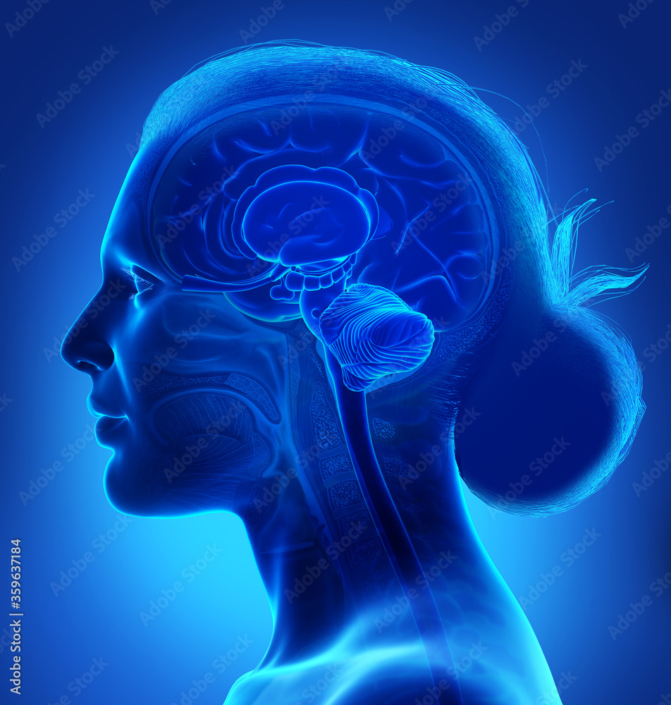 3d rendered medically accurate illustration of a female brain anatomy