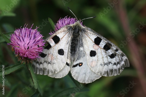 Obraz na płótnie Red Apollo (Parnassius apollo) w salonie