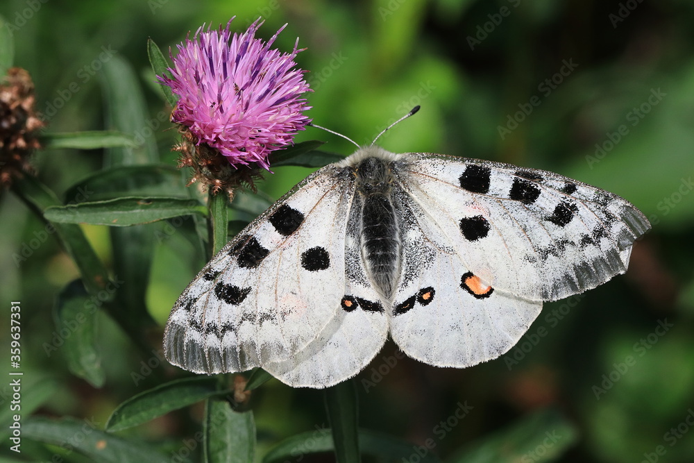 Red Apollo (Parnassius apollo)