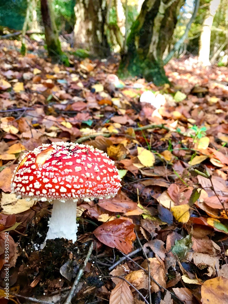 Fototapeta premium Toadstool