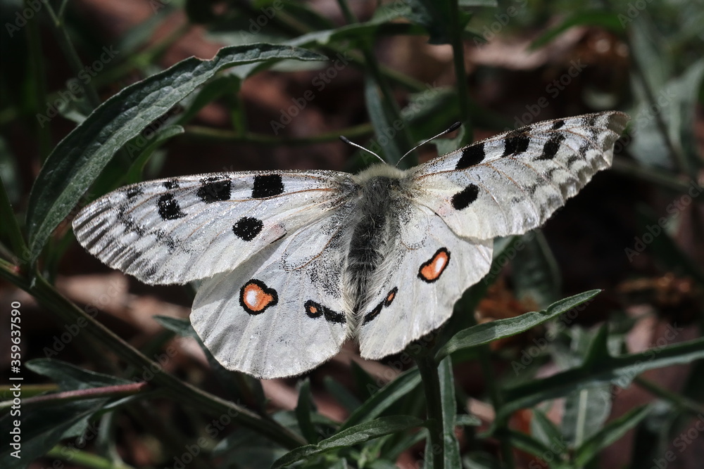 Red Apollo (Parnassius apollo)