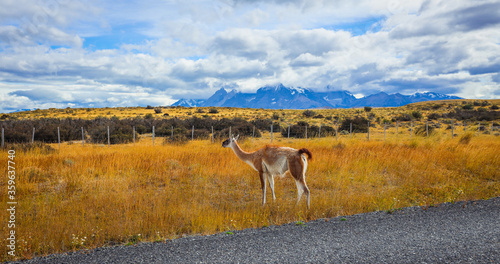 Nice Guanaco in the Yellow grass of the Torres Del Paine National park, Chile