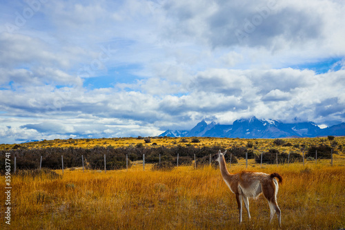 Nice Guanaco in the Yellow grass of the Torres Del Paine National park, Chile