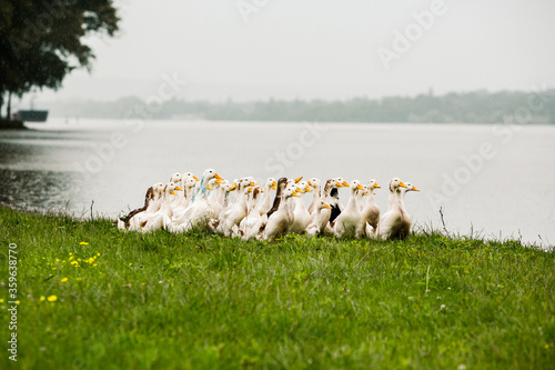 Several white domestic ducks on a pond. Beautiful summer landscape in Republic of Moldova. Green landscape. Nature. Park with Green Grass and River NIstru under the rain. 