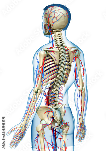 3d rendered medically accurate illustration of the male circulatory and skeleton system
