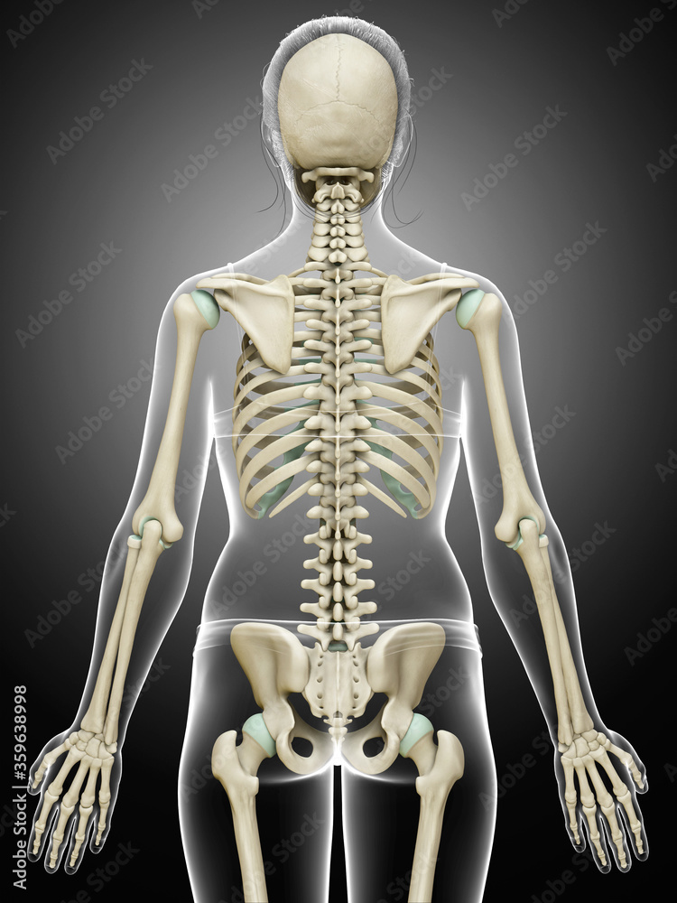 3d rendered, medically accurate illustration of a female skeleton system 3d rendered, medically accurate illustration of a female skeleton system