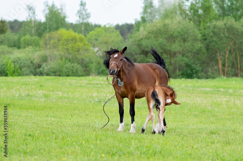 A bay horse with a foal in a field on a grazing. © Artsiom P