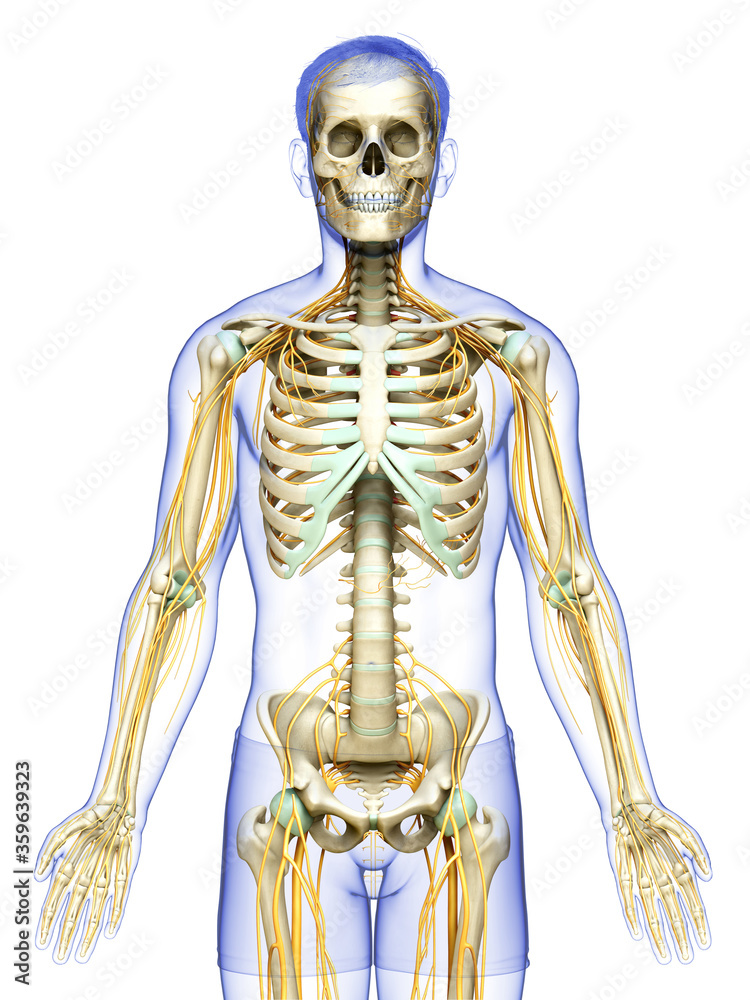 3d rendered medically accurate illustration of the nervous system and skeleton system 3d rendered medically accurate illustration of the nervous system and skeleton system