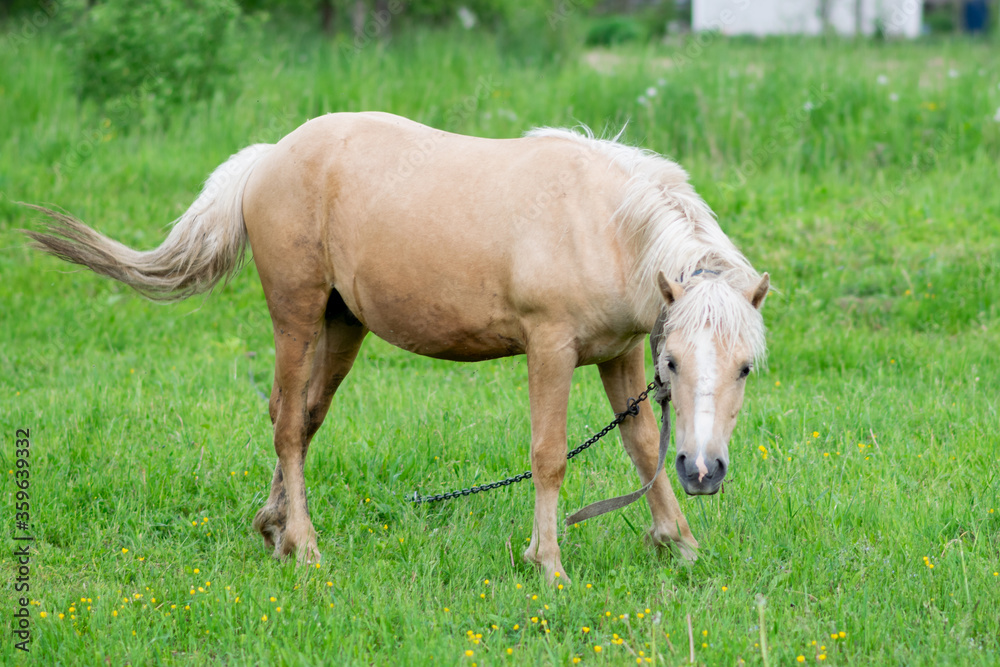 Obraz premium Golden horse grazes in a field on green grass.