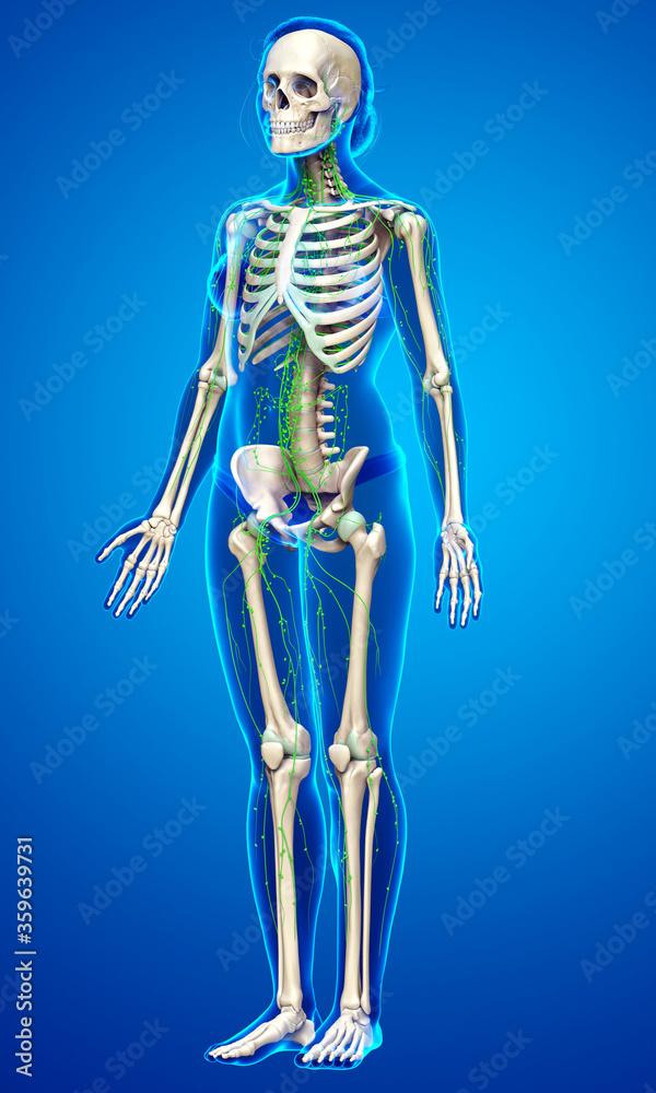 3d rendered medically accurate illustration of a female lymphatic system 3d rendered medically accurate illustration of a female lymphatic system