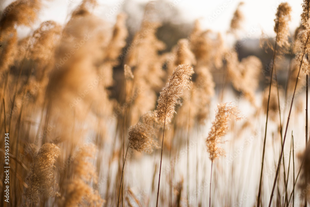 Fototapeta premium Dry grass in the wind in the field.