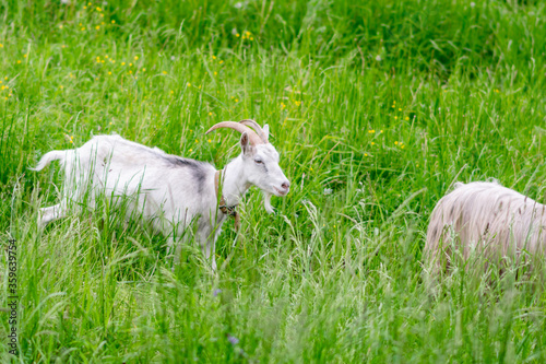 Goat in a field on a paddock on the grass.