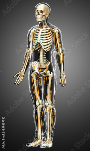 3d rendered medically accurate illustration of the nervous system and skeleton system © pixdesign123