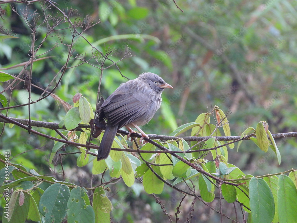 Jungle Babbler, Nilgiris Jungle Babbler, Nilgiris