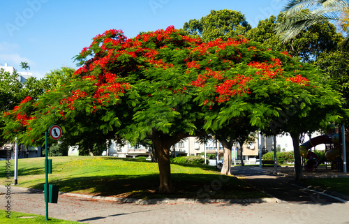 Royal Poinciana tree in the city park