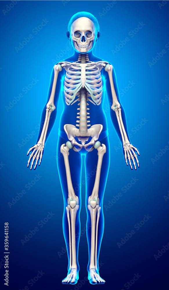 3d rendered, medically accurate illustration of a young girl skeleton system
